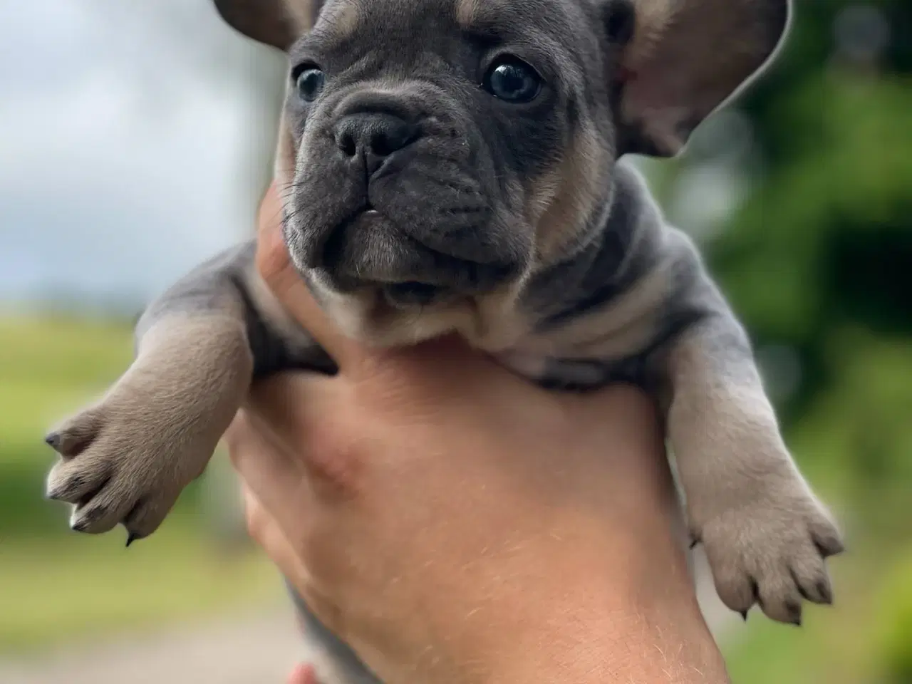 Billede 2 - Franske bulldog hvalpe