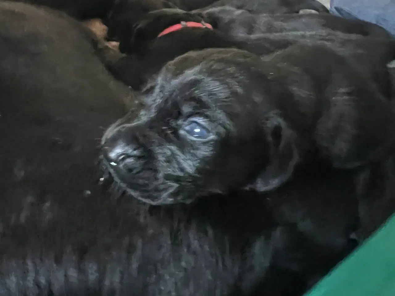 Billede 3 - 8 søde labradoor valpe leder efter et nyt hjem den