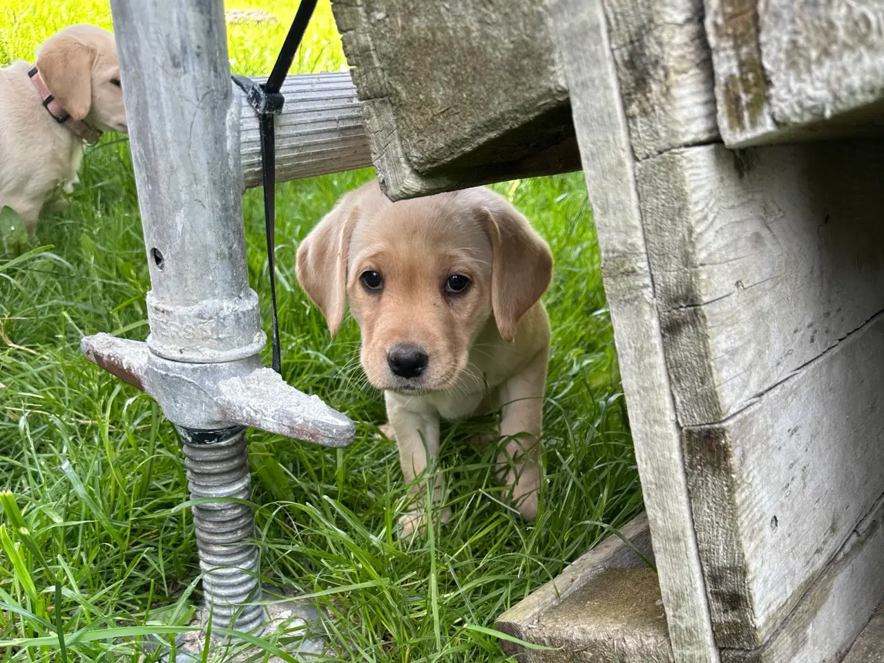 Billede 2 - Labrador hvalpe