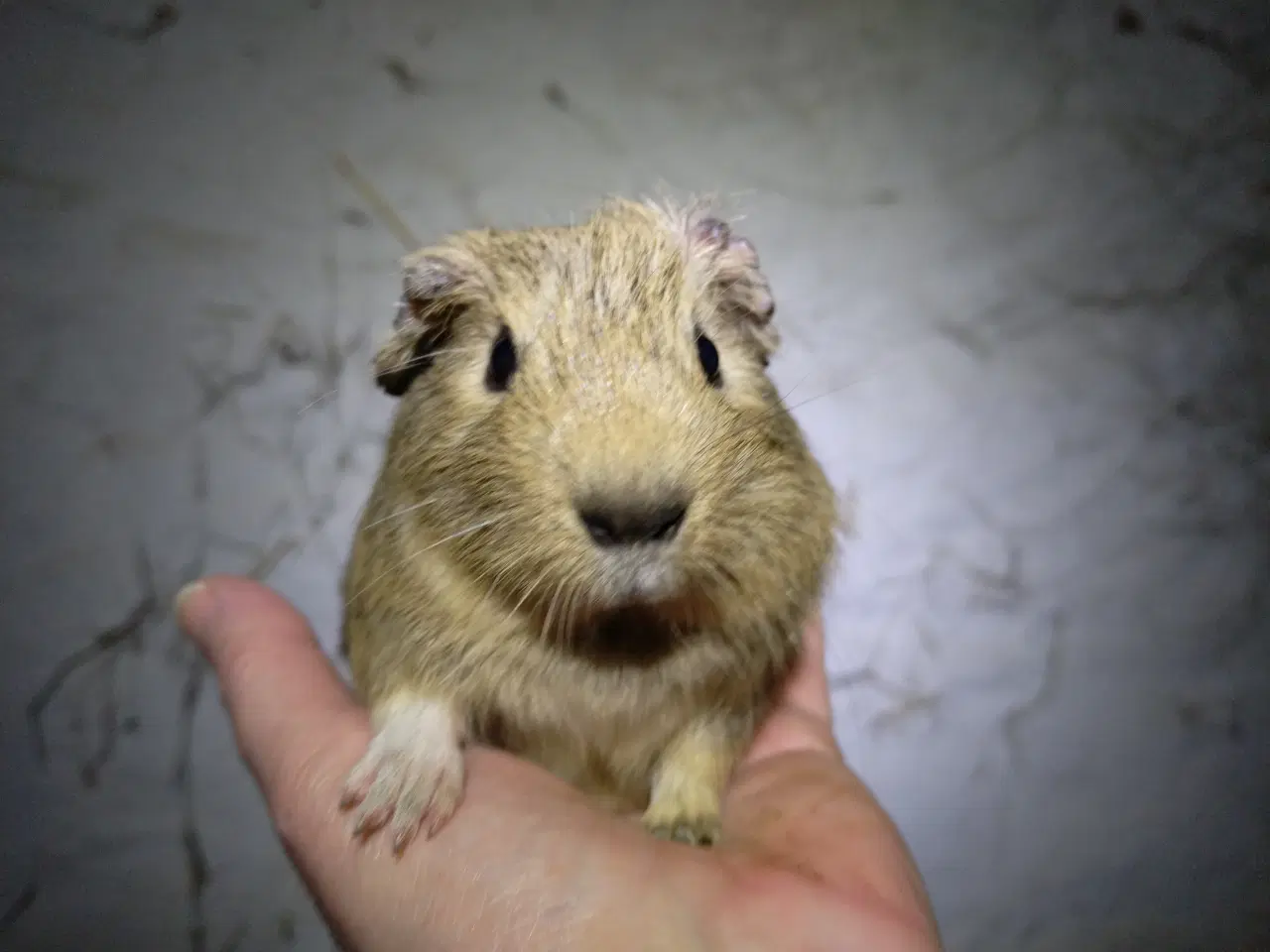 Billede 3 - 2 hun unger med aldersforskel 