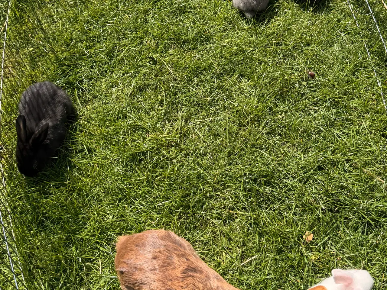 Billede 3 - Små kaniner sælges 🐇🐇🐇