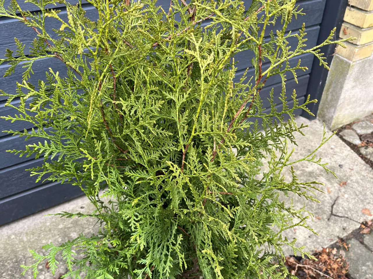 Billede 2 - Pottegroet Thuja Brabant 120-130cm