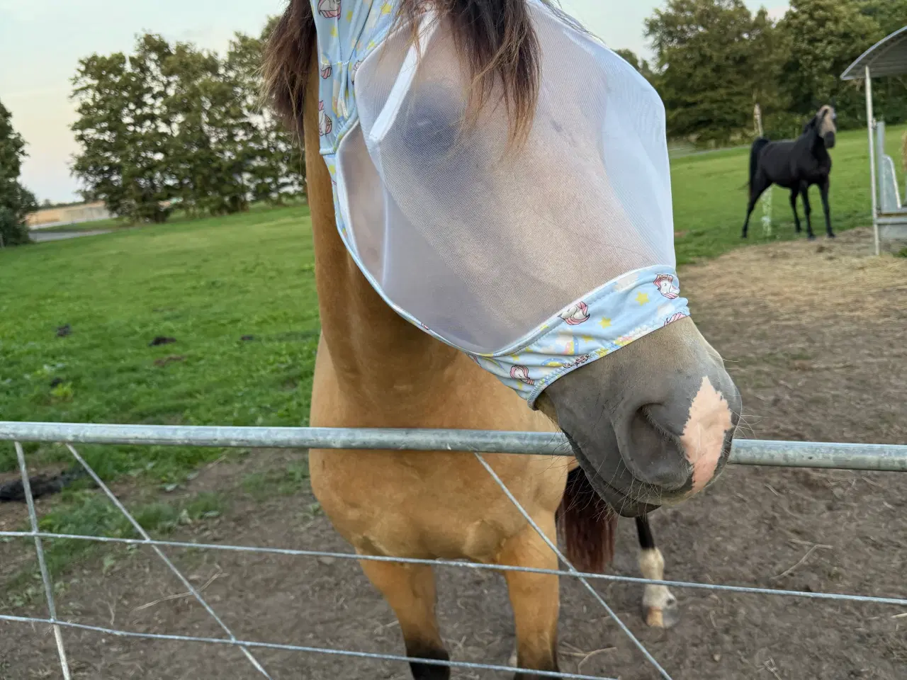 Billede 7 - Dine nye bedste ven