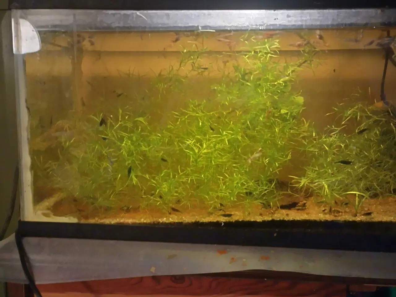 Billede 3 - 3 akvarier med diverse udstyr 