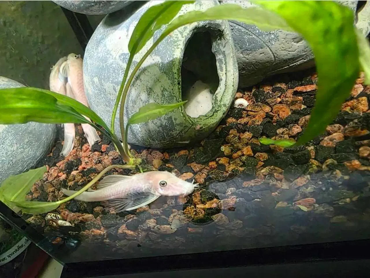 Billede 4 - Lidt blandet maller 