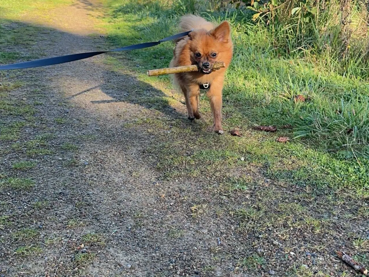Billede 4 - Eddie søger sit sidste og kærlige hjem 🐶🥰