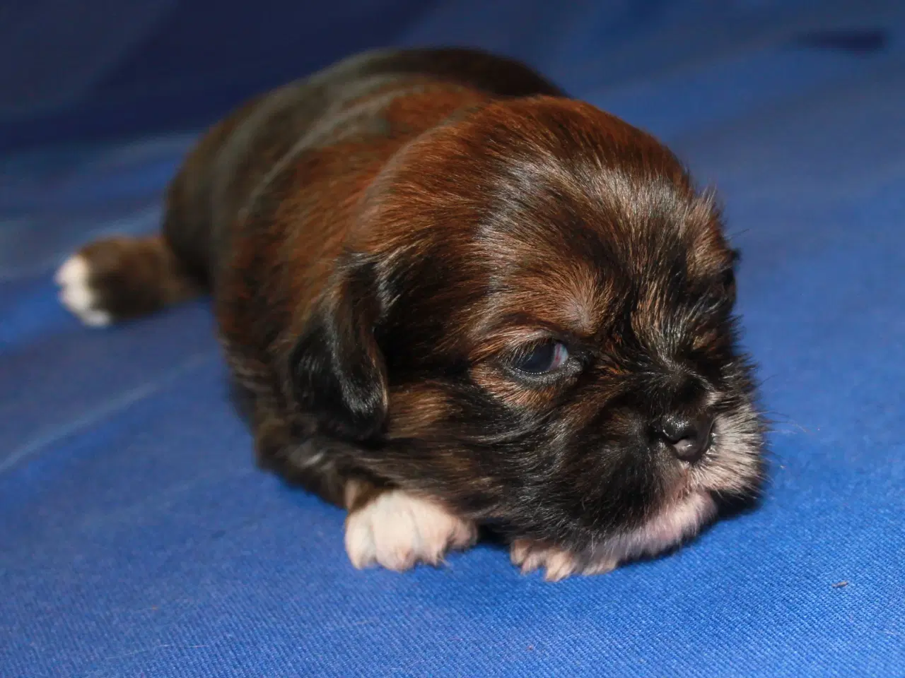 Billede 5 - Lhasa Apso hvalpe