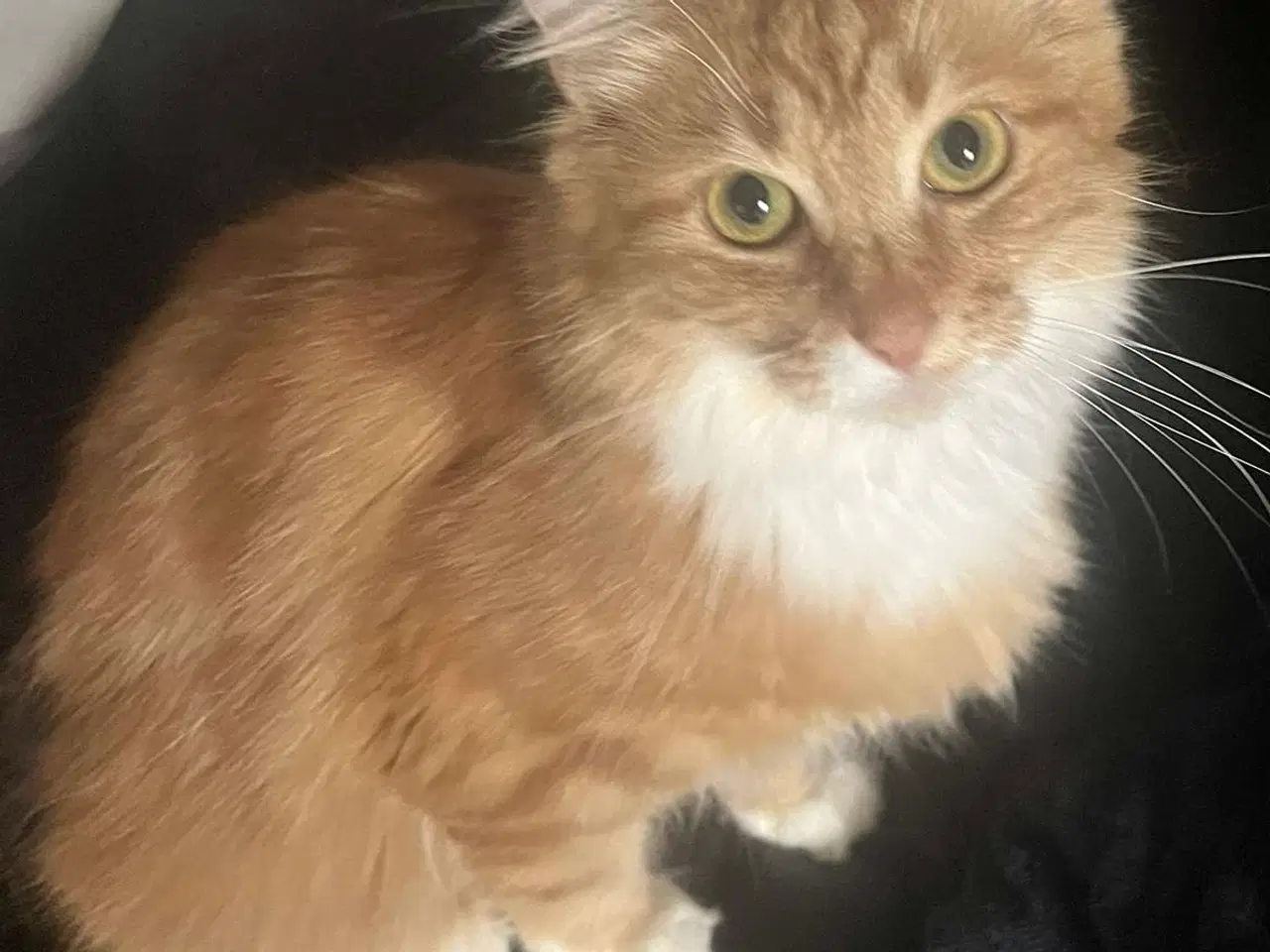 Billede 2 - Maine Coon han