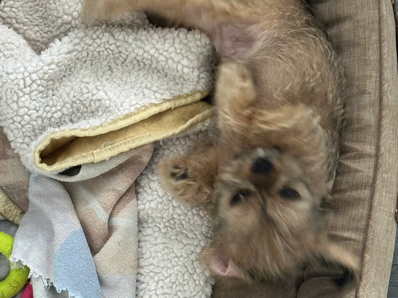 Billede 6 - Shih tzu blanding 