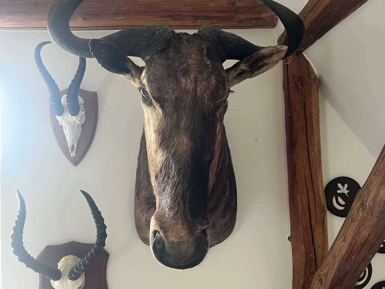 Billede 1 - Skulder monteret gnu
