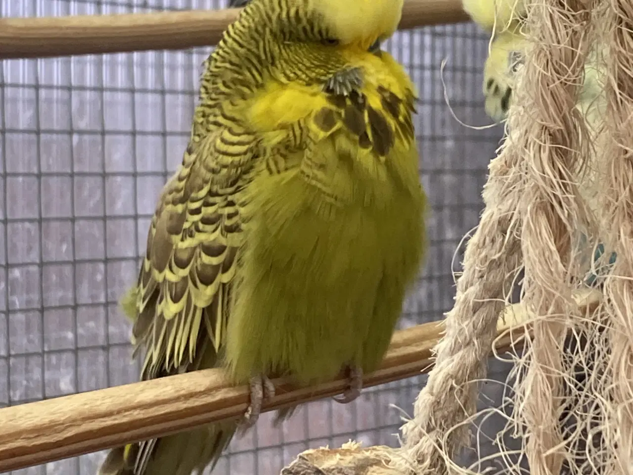 Billede 3 - Flot engelsk han