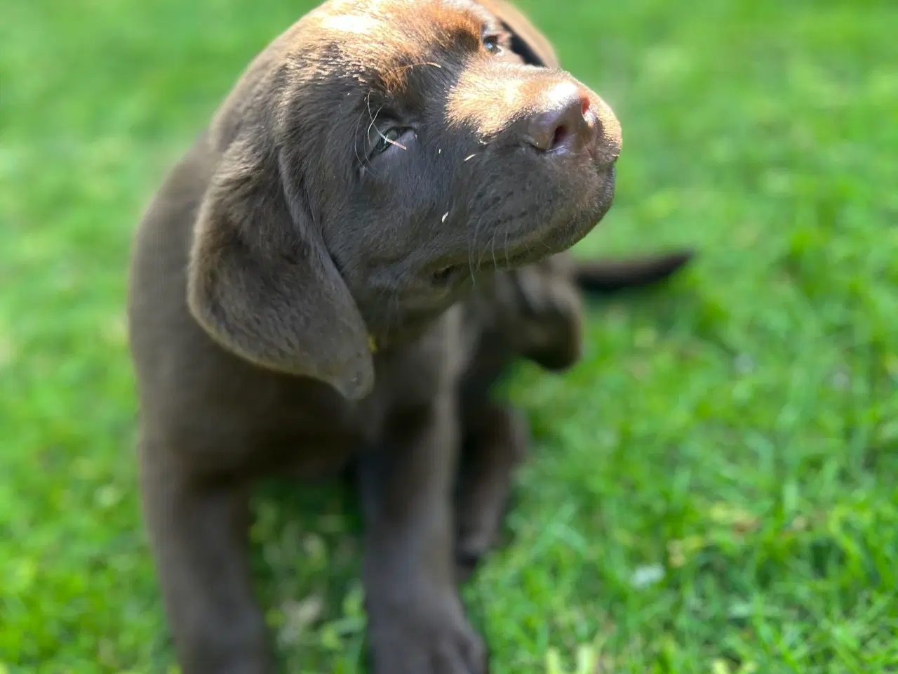Billede 2 - Brune Labrador F1 hvalpe