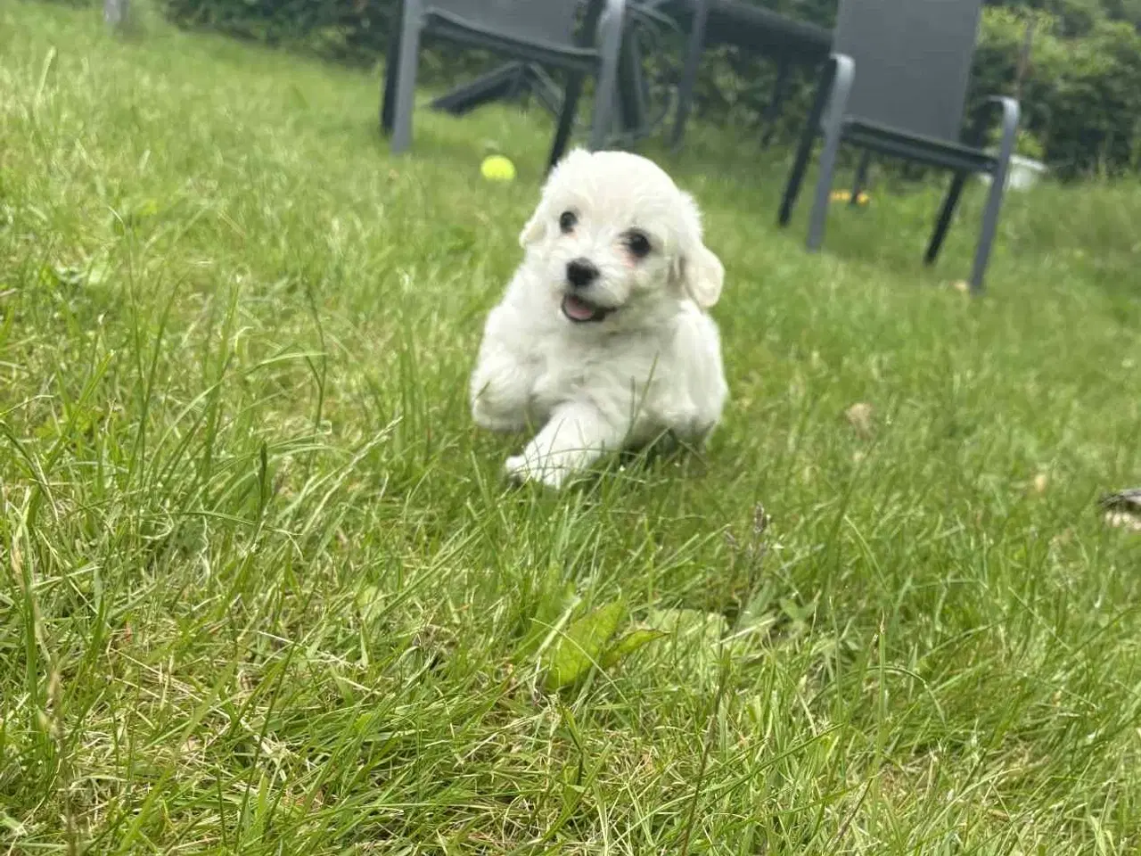 Billede 1 - Coton de Tulear / Bichon Havanais blandinger