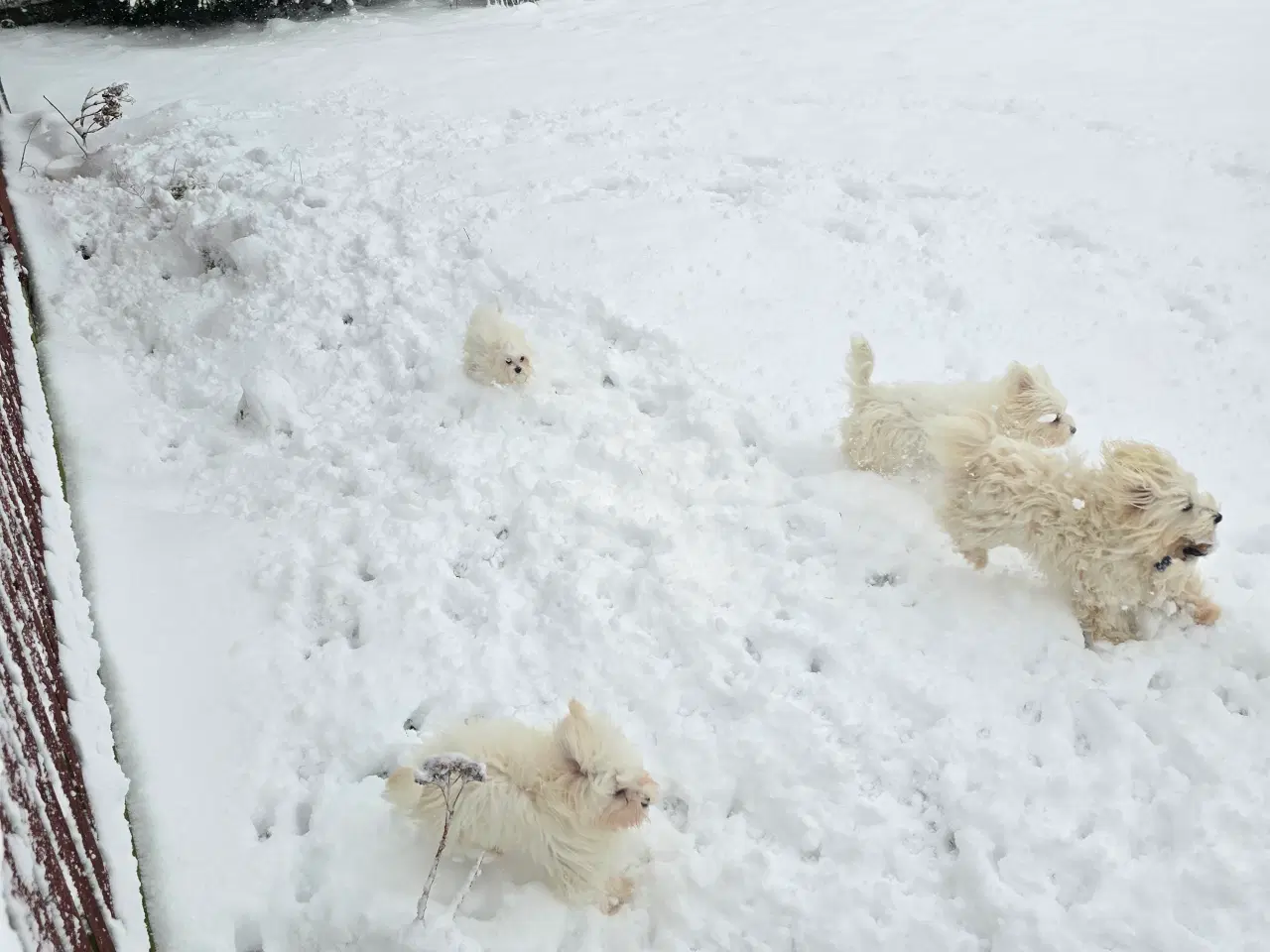 Billede 7 - Malteser hvalpe søger nye hjem ❤️