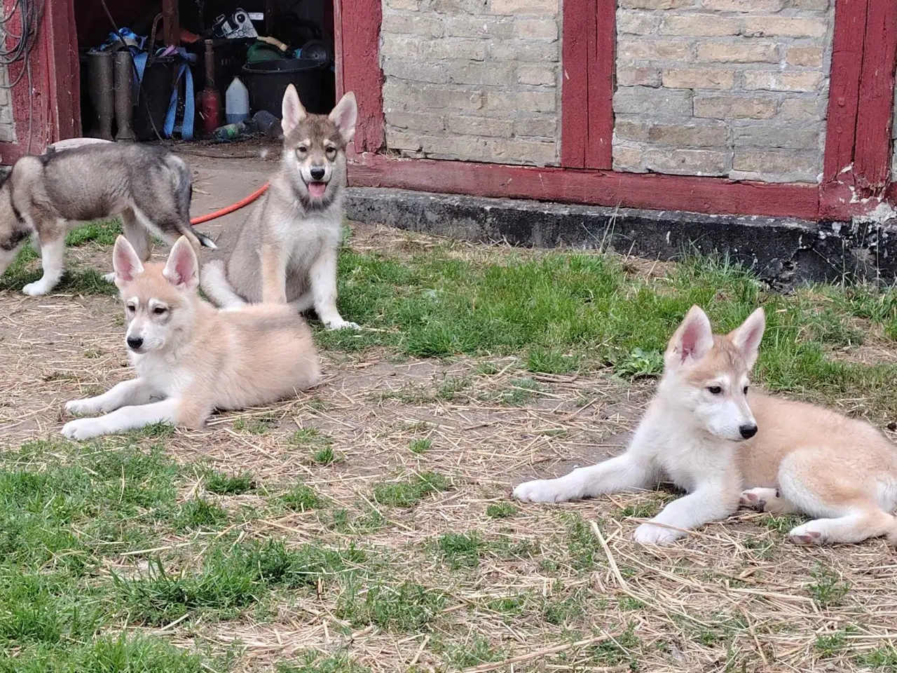 Billede 5 - Tamaskan/Tinberdog/Inuitdoh