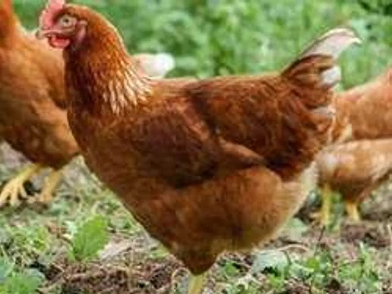 Billede 1 - ISA BROWN NÆR ÆGLÆGNING 