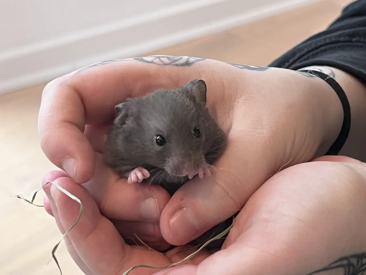 Billede 9 - Sibiriske guldhamster unger