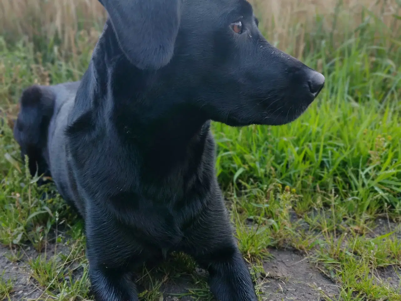 Billede 11 - SOLGT! Han F1 labrador hvalp