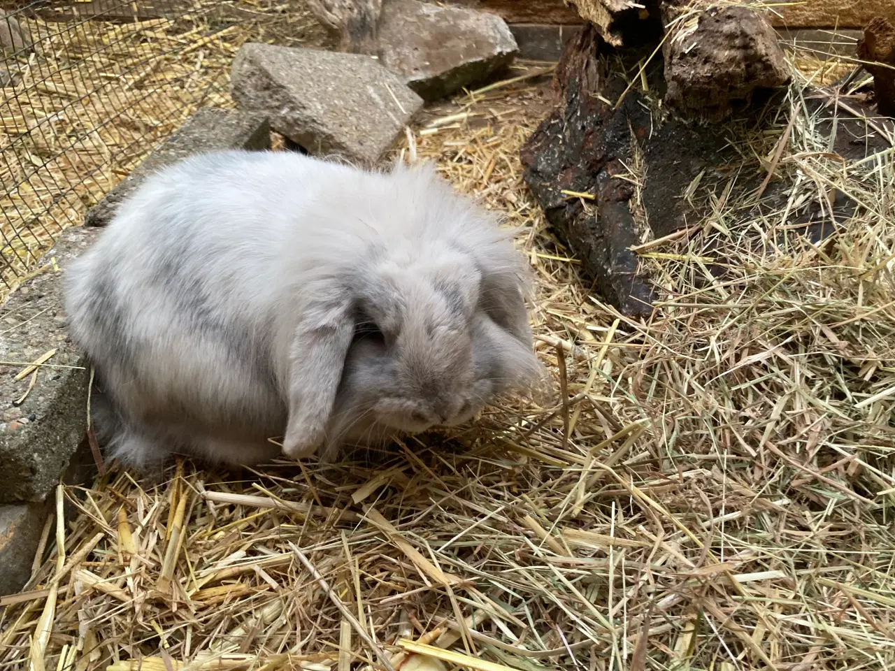 Billede 4 - Lulu søger et kærligt hjem