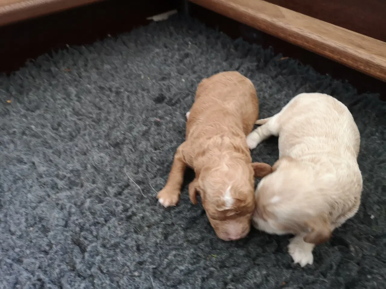 Billede 5 - Cavapoo hvalpe