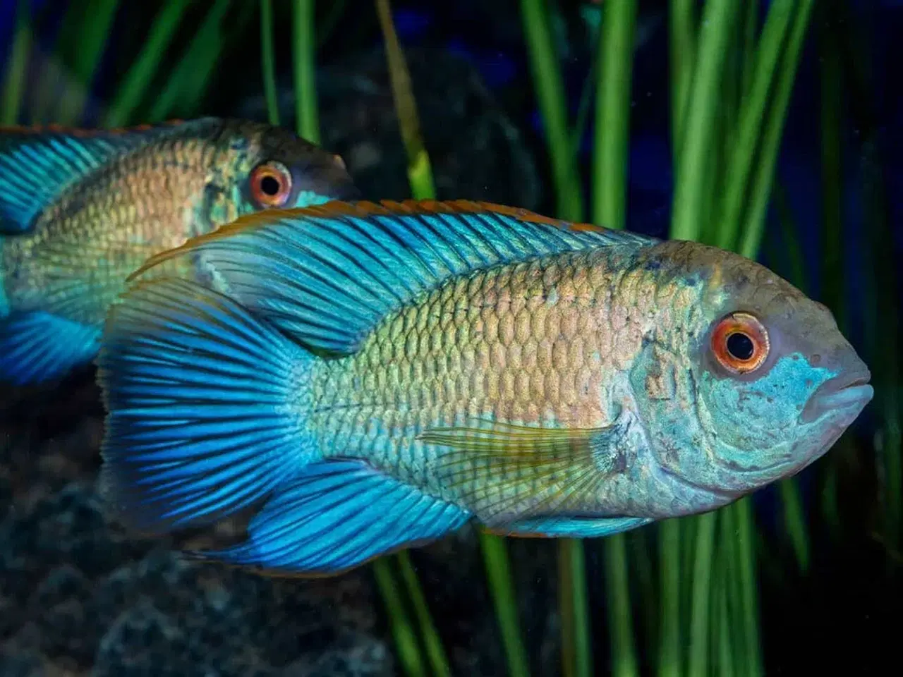 Billede 1 - Electric blue acara