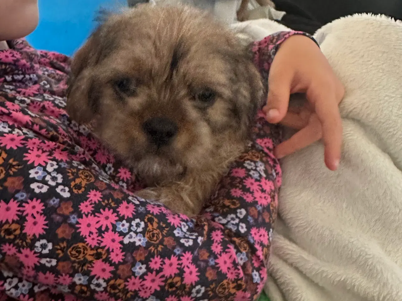 Billede 5 - Shih tzu blandinger 