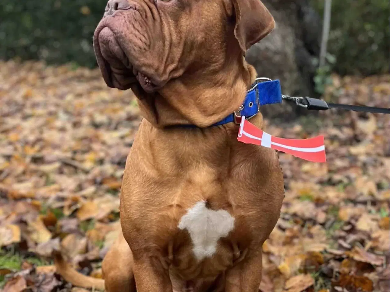 Billede 5 - En tæve tilbage 