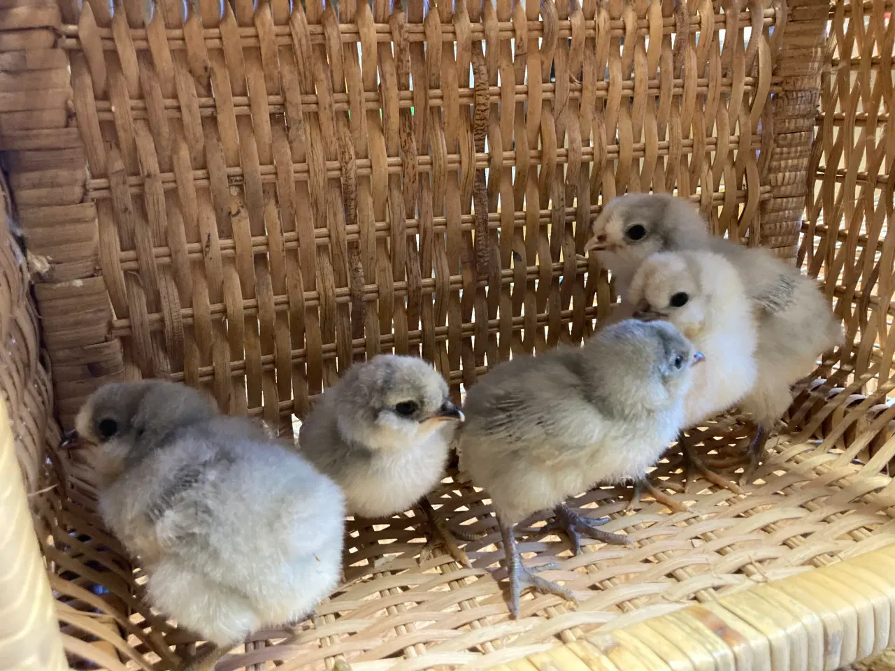 Billede 1 - Kyllinger fra racehøns Grønlægger 