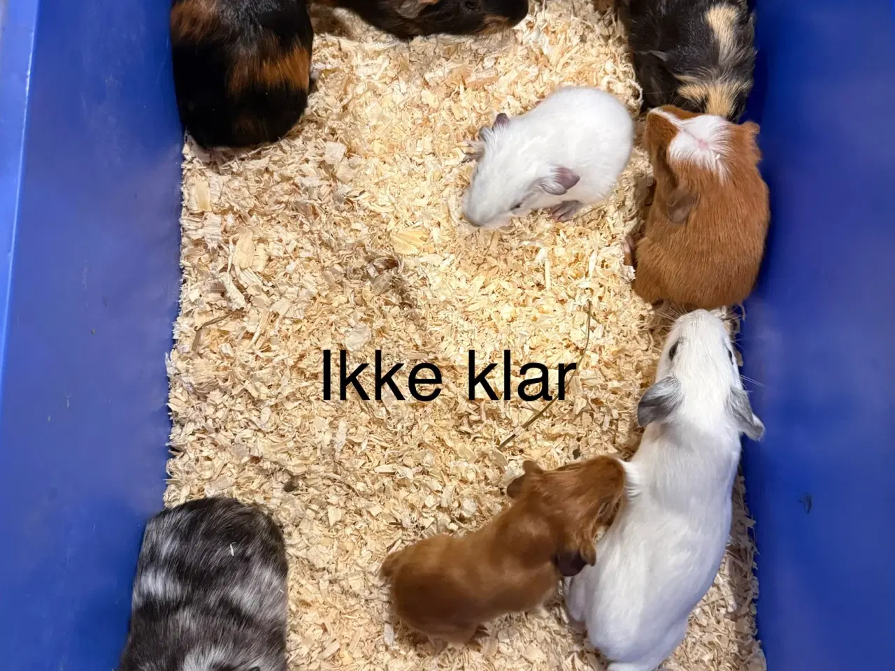 Billede 9 - Marsvin hun unger