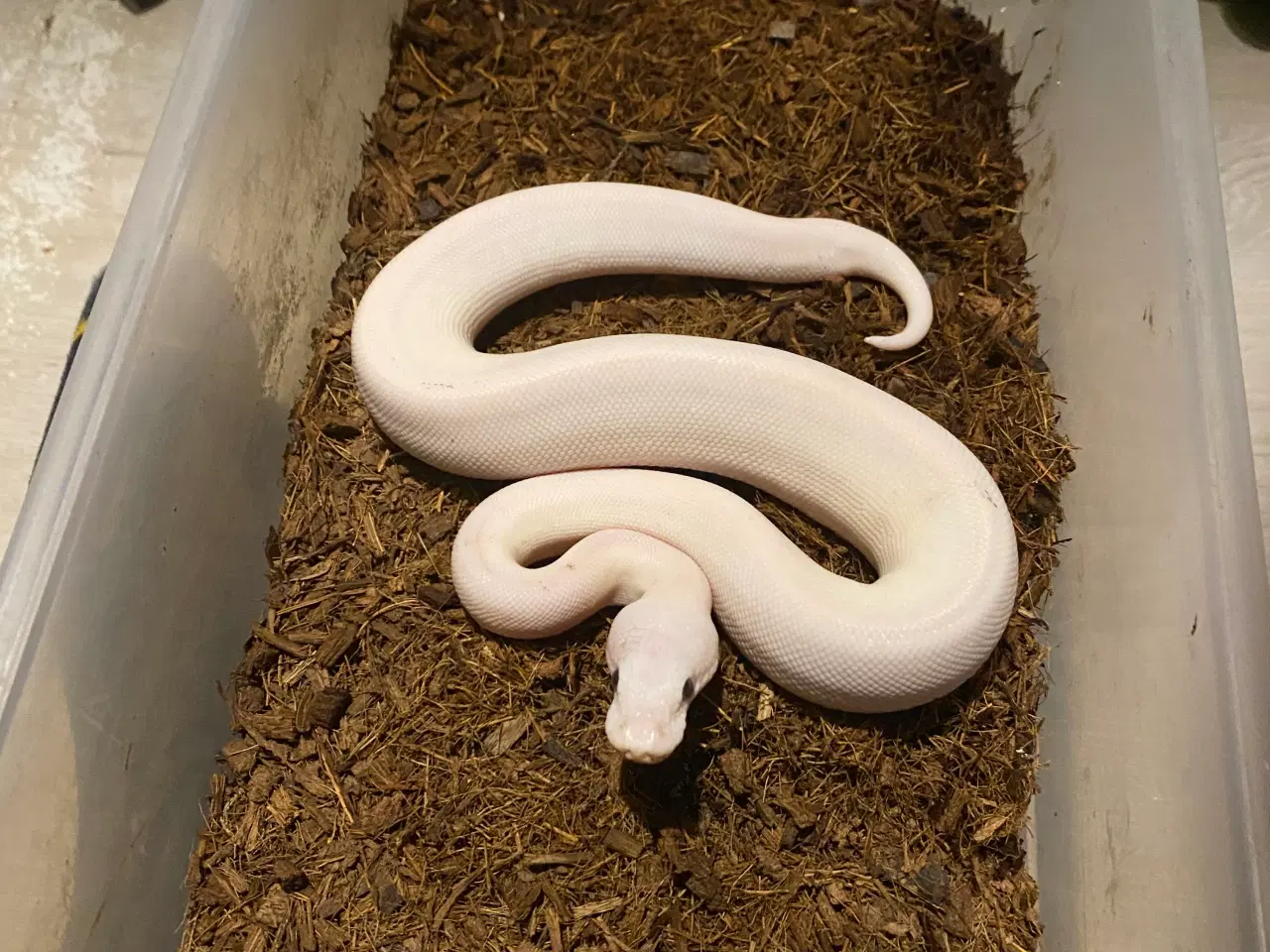 Billede 1 - 1.0 Blueyed lucy spider ++