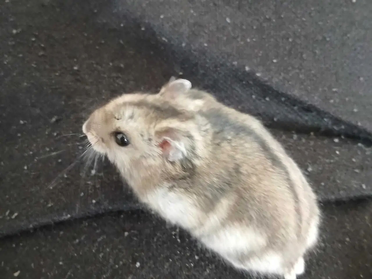 Billede 5 - Dværghamster unger 