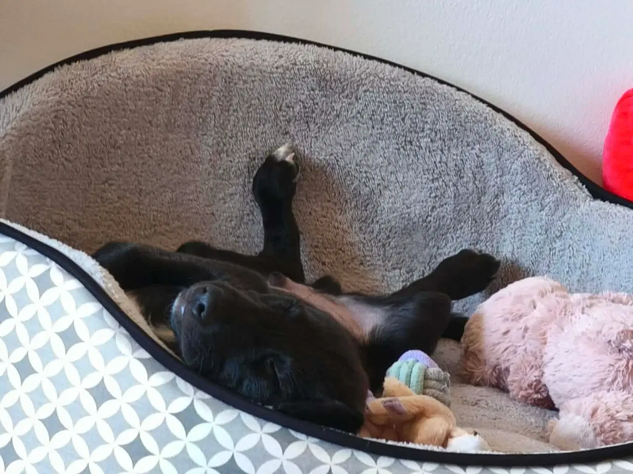 Billede 2 - Lille Atlas søger et hjem 💙