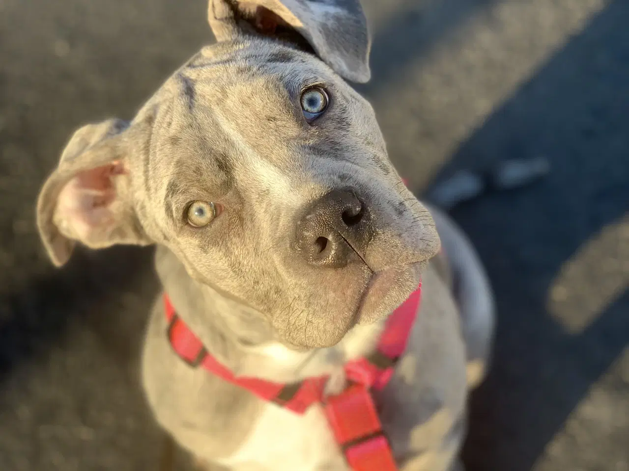 Billede 1 - Sødeste American Bully hanhvalp