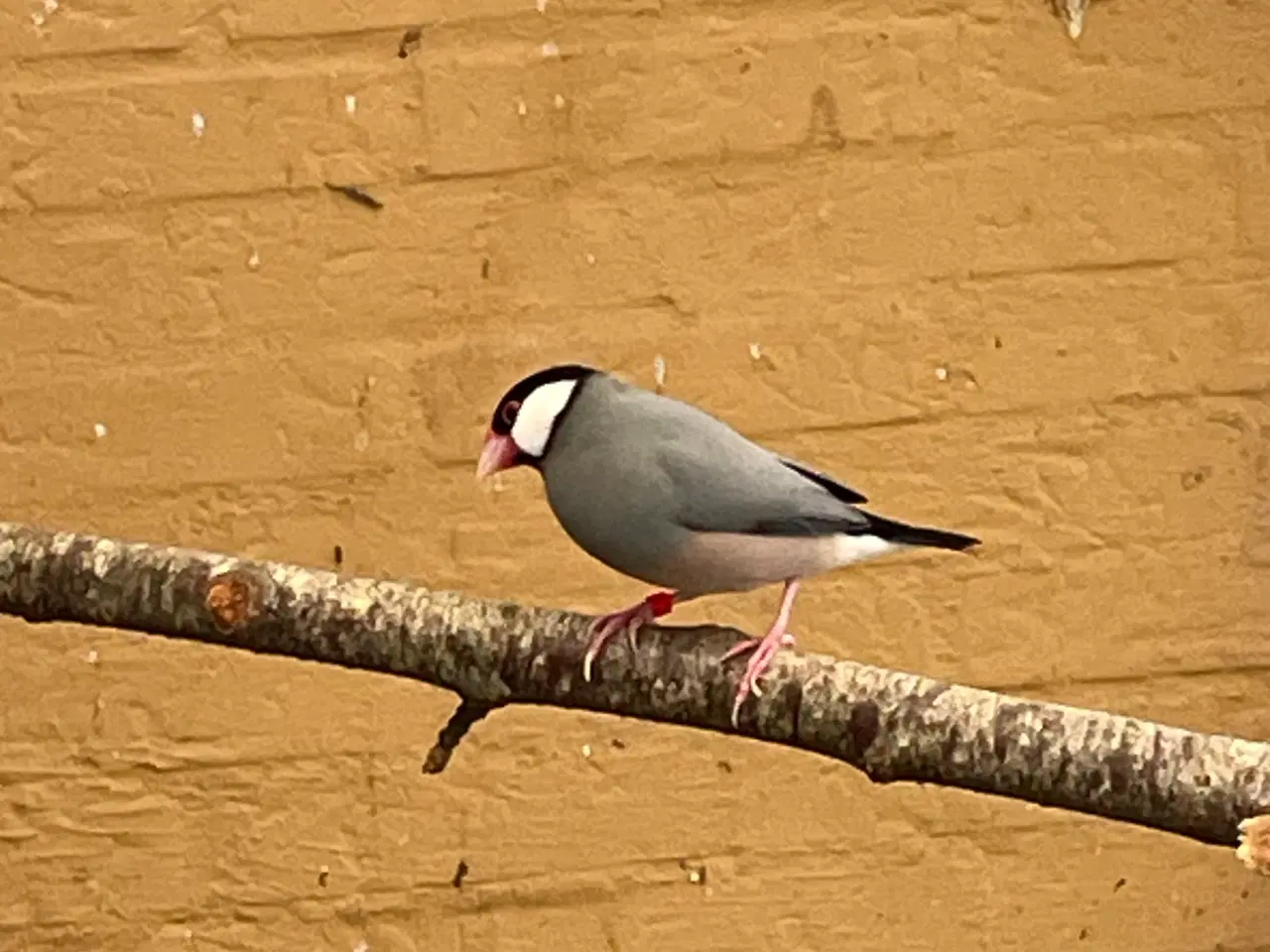 Billede 3 - Risfugle