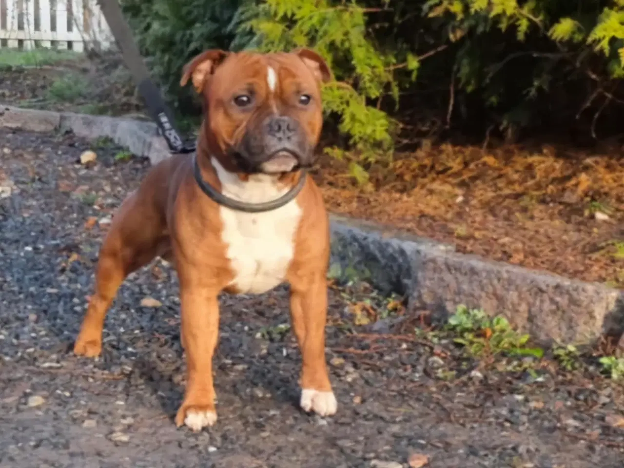 Billede 12 - Staffordshire bullterrier hundehvalpe