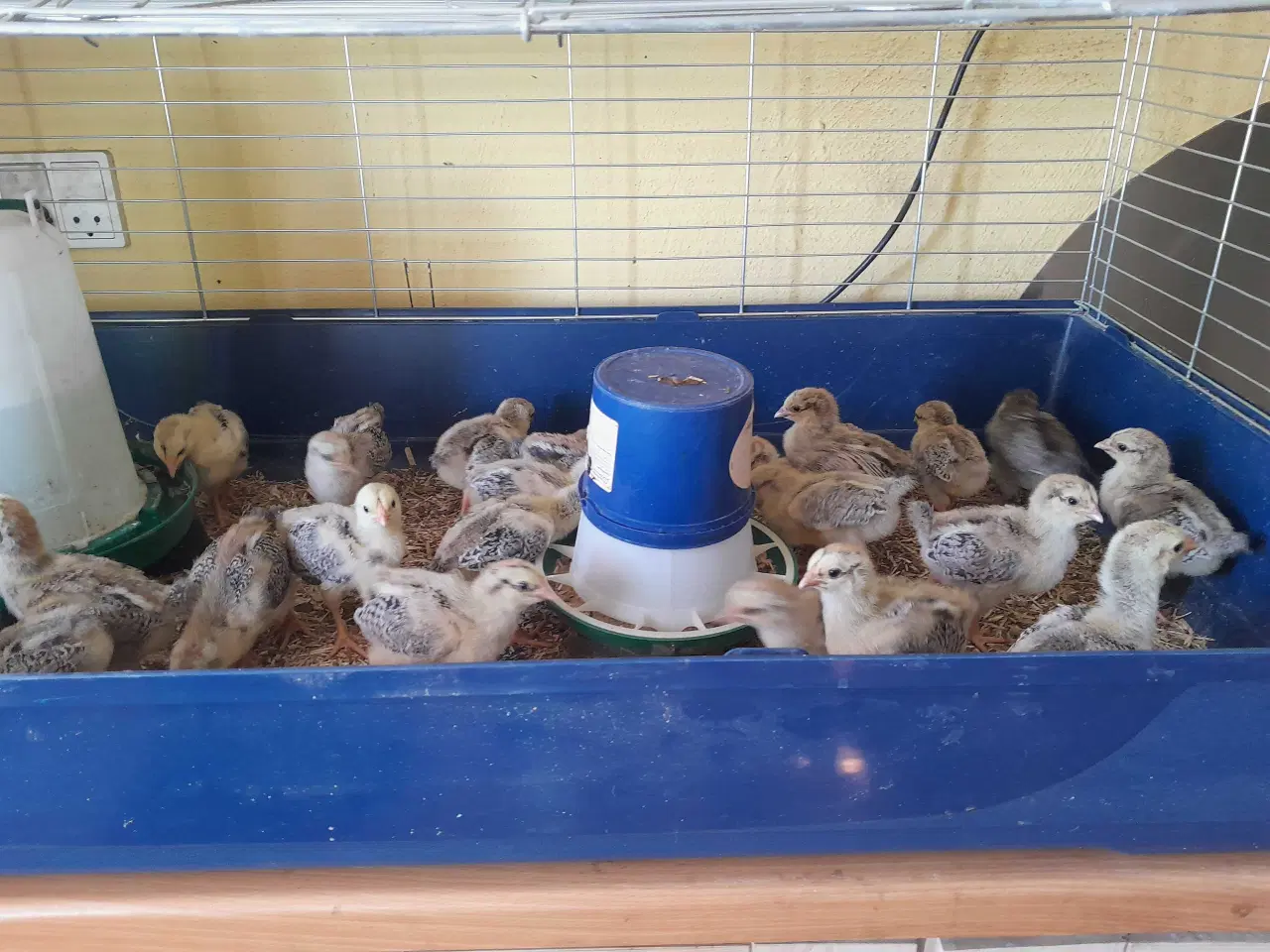 Billede 4 - Varmefrie Dværg wyandotter