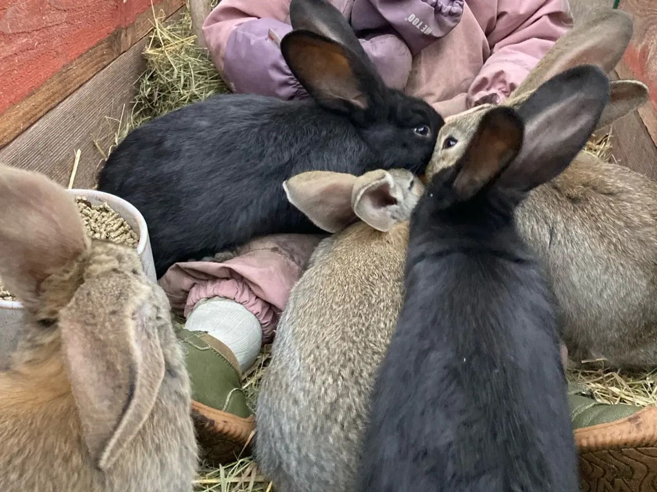 Billede 2 - Belgiske kæmpe unger