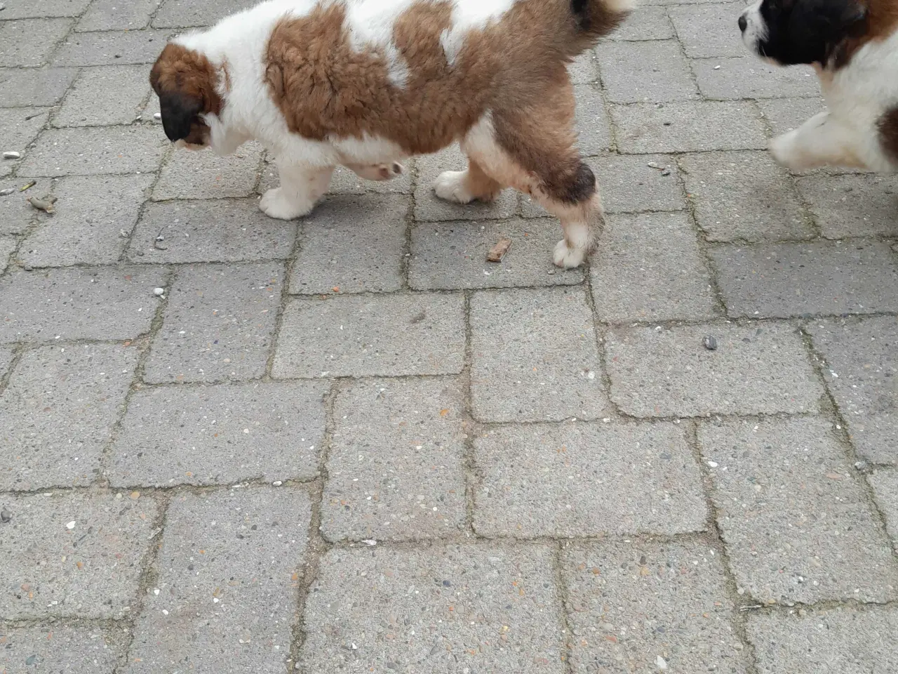 Billede 3 - Hundehvalpe 