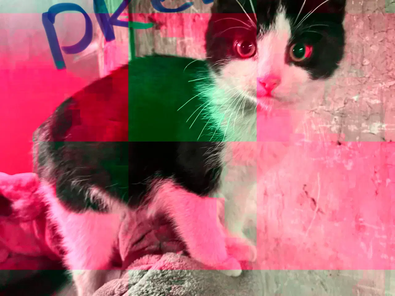 Billede 5 - Super søde killinger sælges