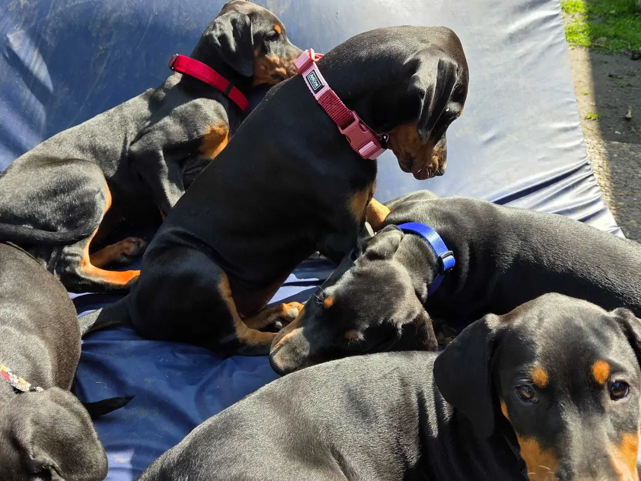 Billede 4 - 5 små renracede dobermann er kommet til verden d.0