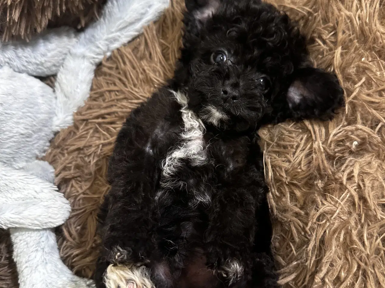Billede 13 - Cavapoo F2B