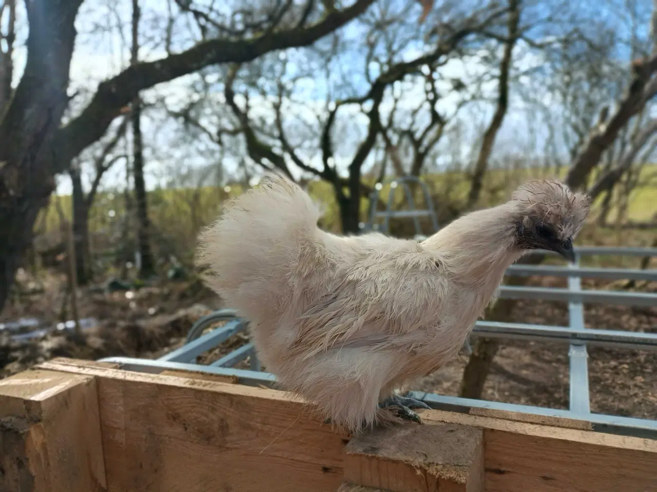 Billede 3 - Dværge silkehøns høner 