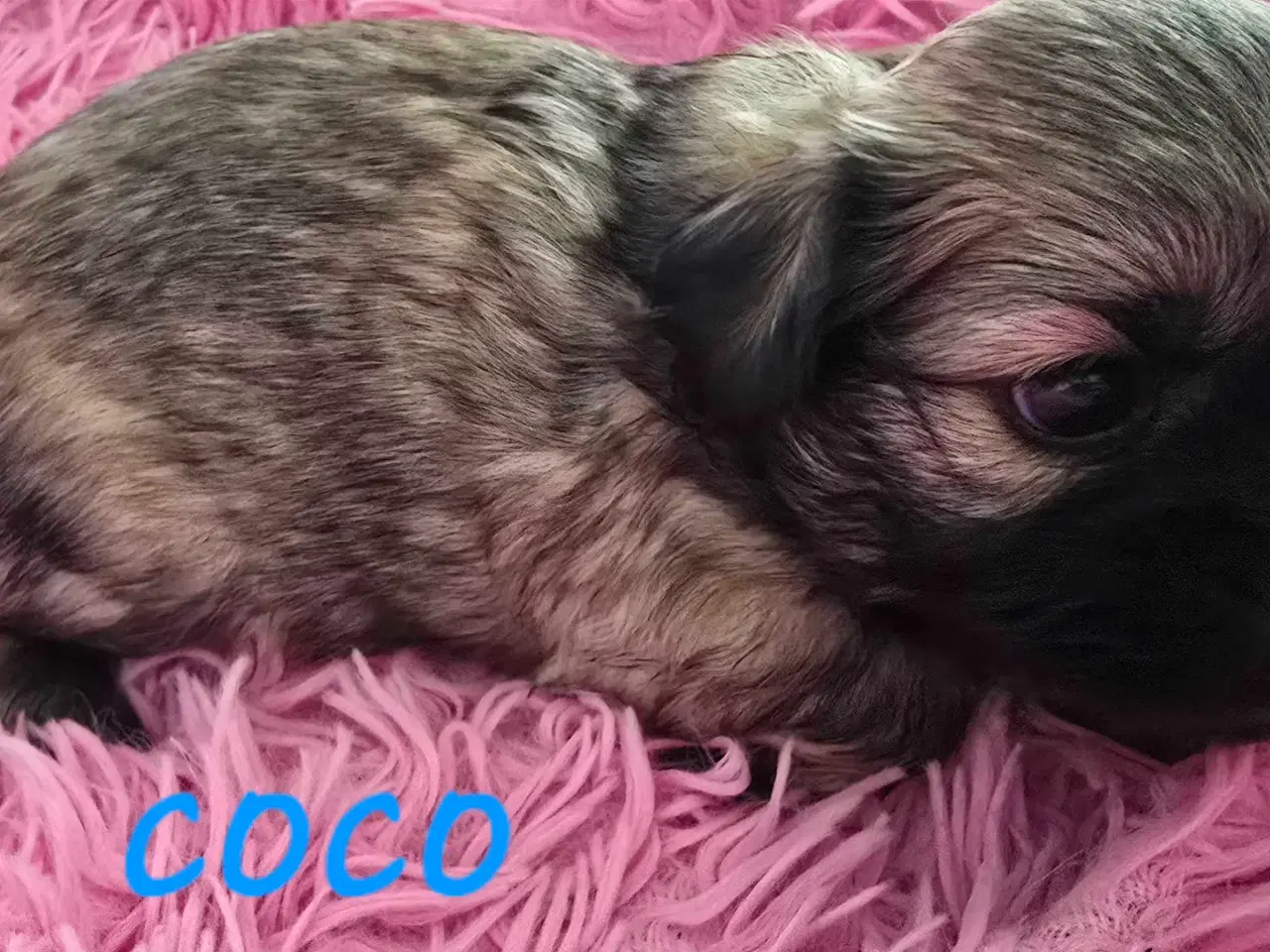 Billede 14 - Cody og Coco 