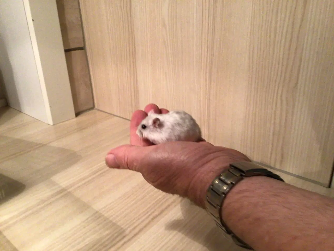 Billede 3 - Cambells dværghamster