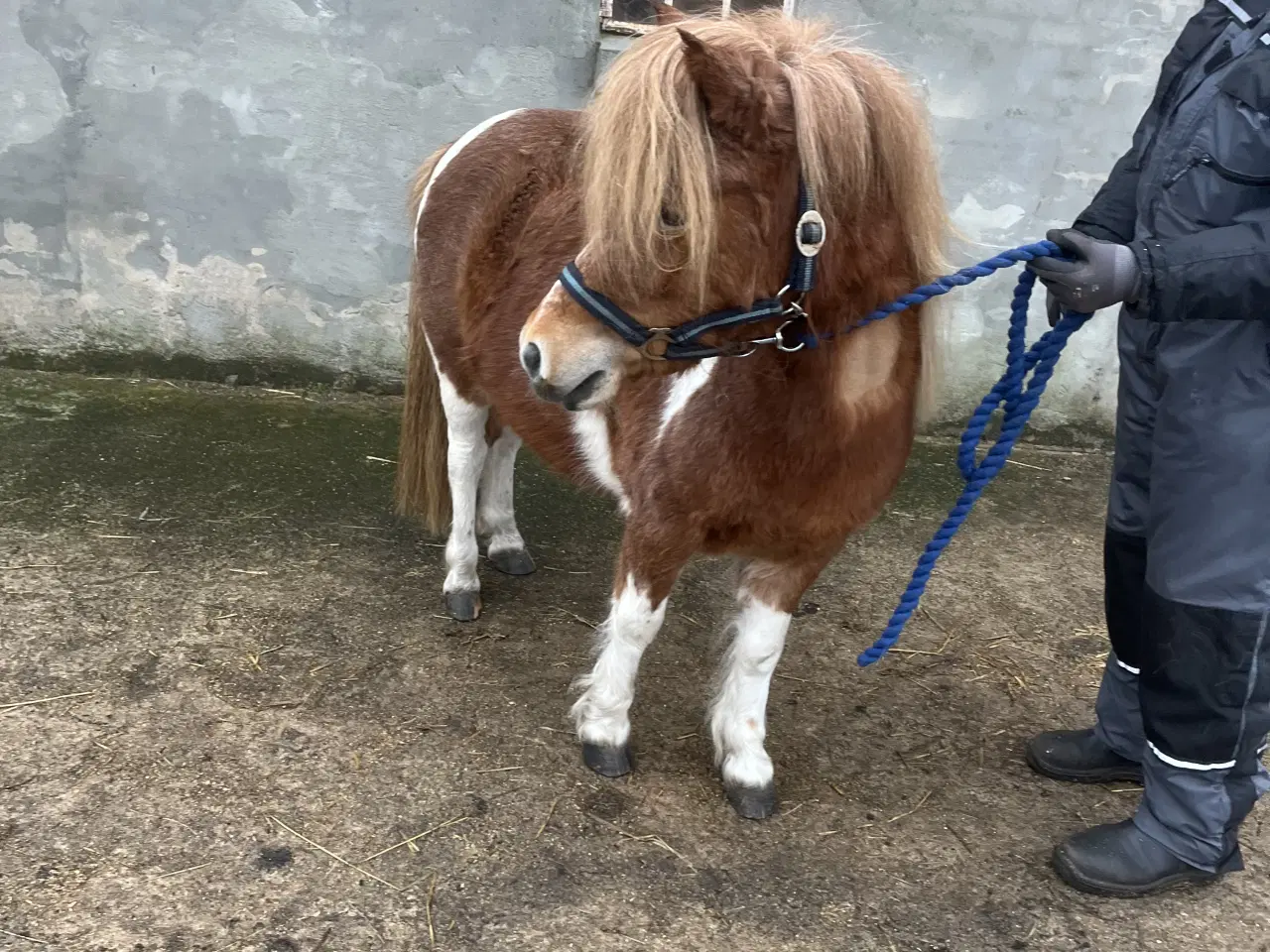 Billede 3 - Flot og virkelig sød shetter hoppe sælges