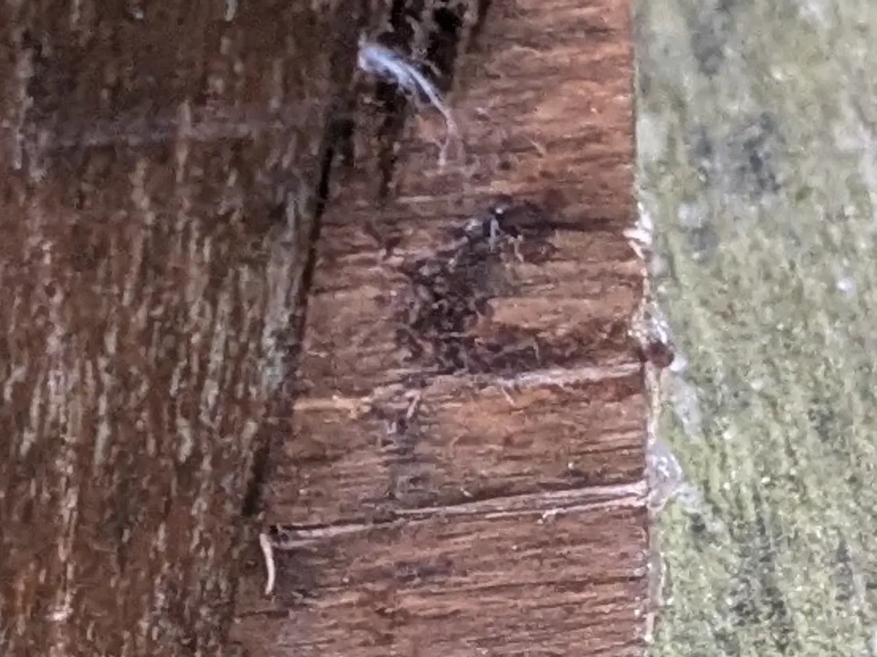 Billede 8 - Retro Arkivskab med 2 jalousi låger.