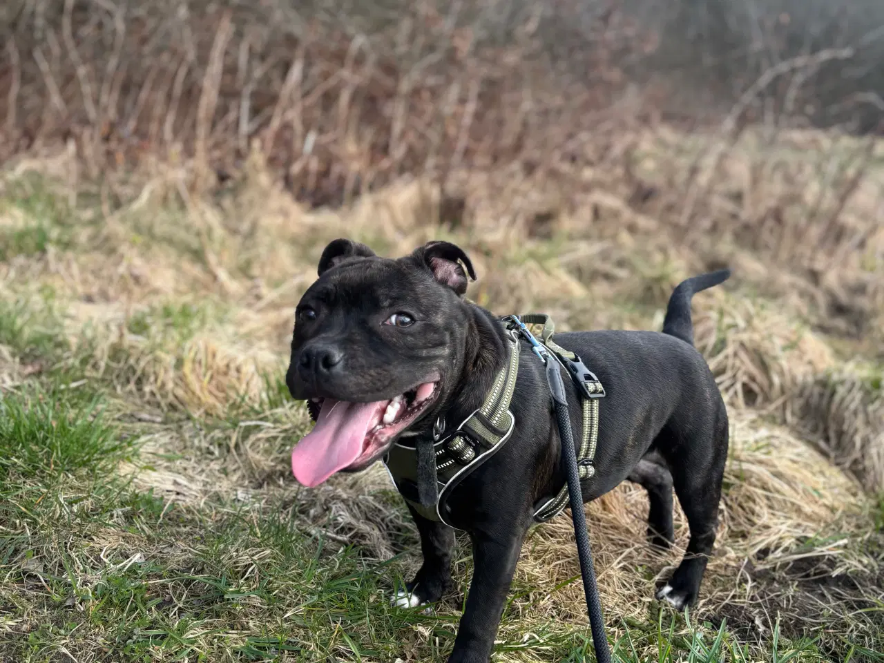 Billede 5 - Staffordshirt bull terrier(med stamtavle)