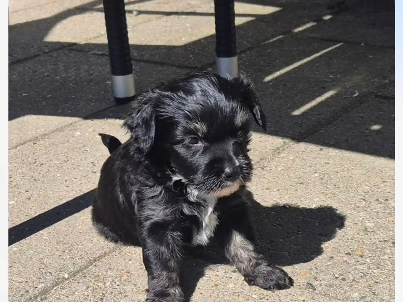 Billede 2 - Hunde hvalpe