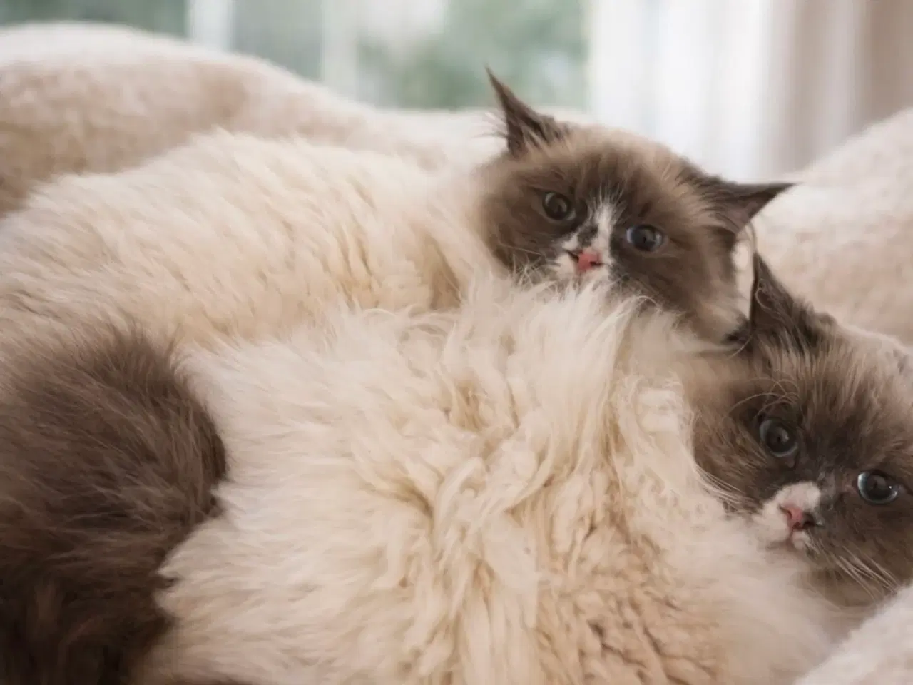 Billede 1 - Mega fluffy lækre ragdoll bamser 