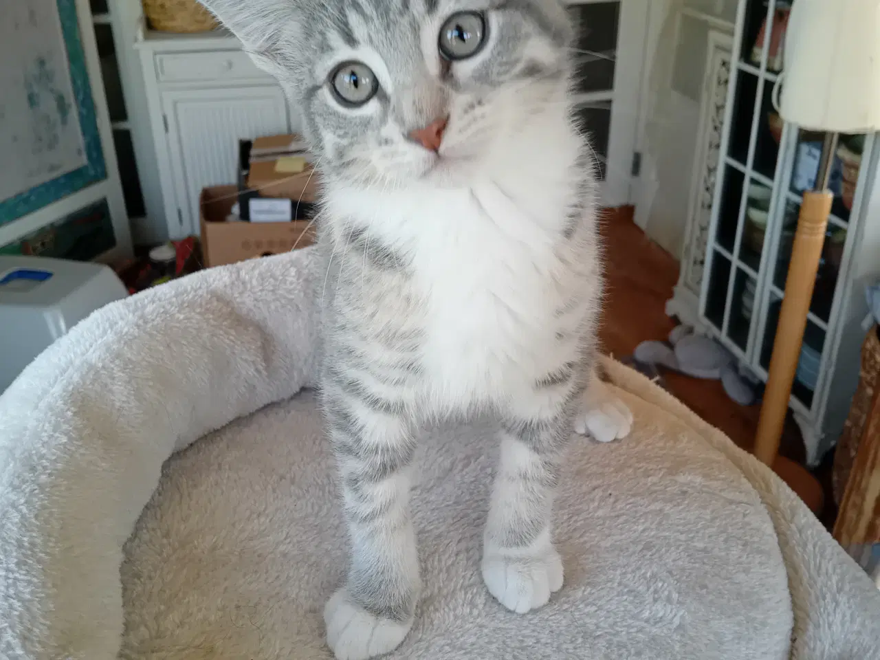 Billede 8 - Maincoon blanding
